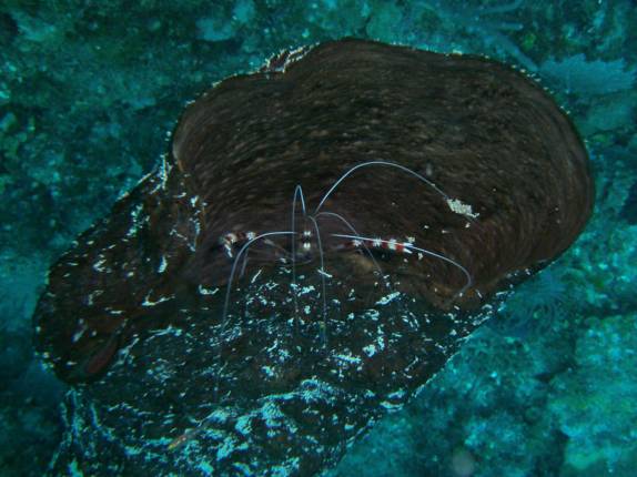Um camarão faz de um coral a sua casa, durante mergulho em Utila, ilha no litoral norte de Honduras